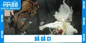 Đá Gà C1 RR88 – Sôi Động Mỗi Trận, Thắng Cực Đã