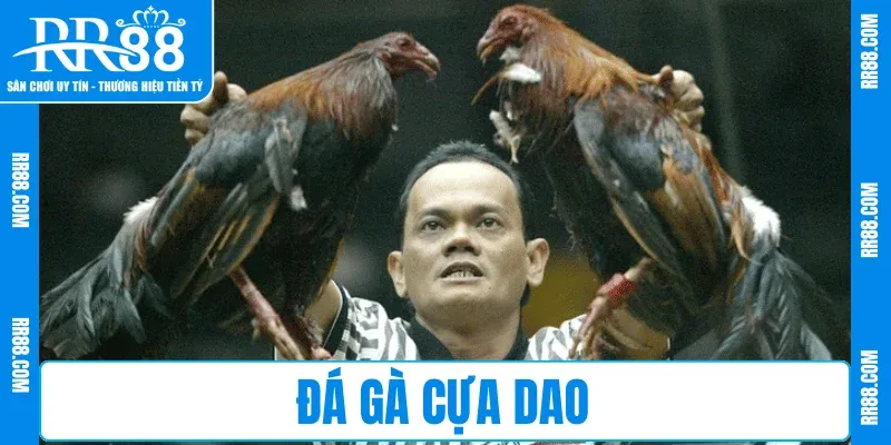 Đá Gà Cựa Dao RR88 – So Tài Quyết Liệt, Cược Cực Đã