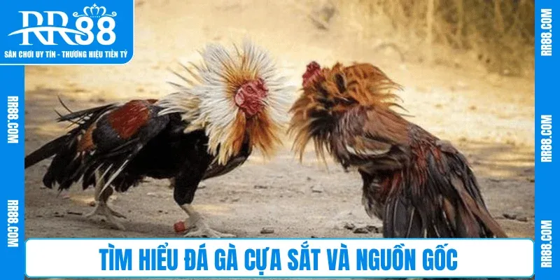 Tìm hiểu Đá Gà Cựa Sắt và nguồn gốc