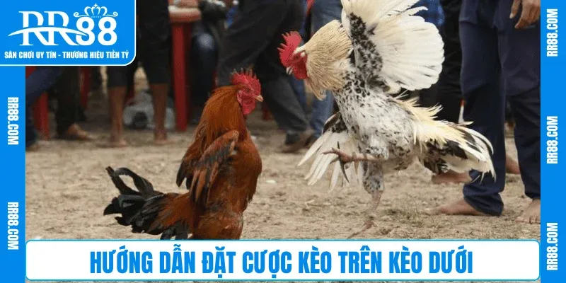 Hướng dẫn đặt cược kèo trên kèo dưới
