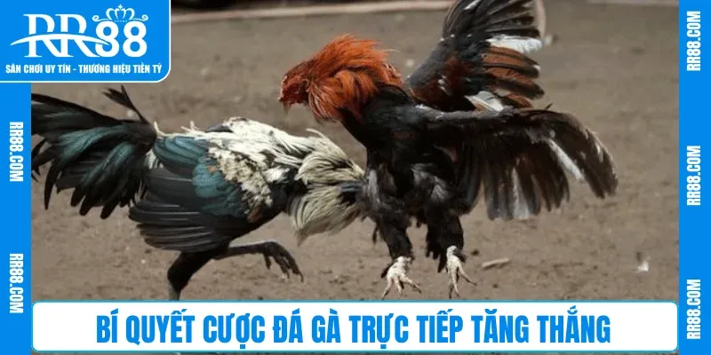 Bí quyết cược Đá Gà Trực Tiếp tăng thắng