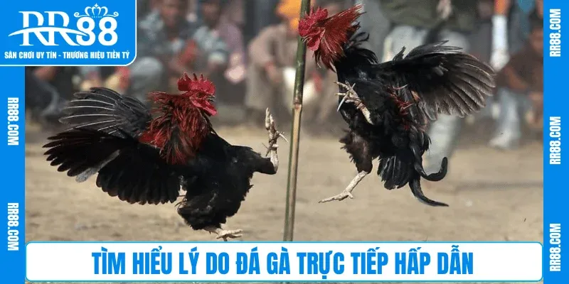 Tìm hiểu lý do Đá Gà Trực Tiếp hấp dẫn